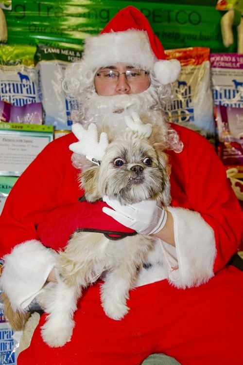 Dog photo with Santa Funny