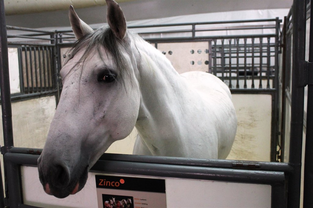 Odyesso Cirque Cavalia Calgary FAB (3)