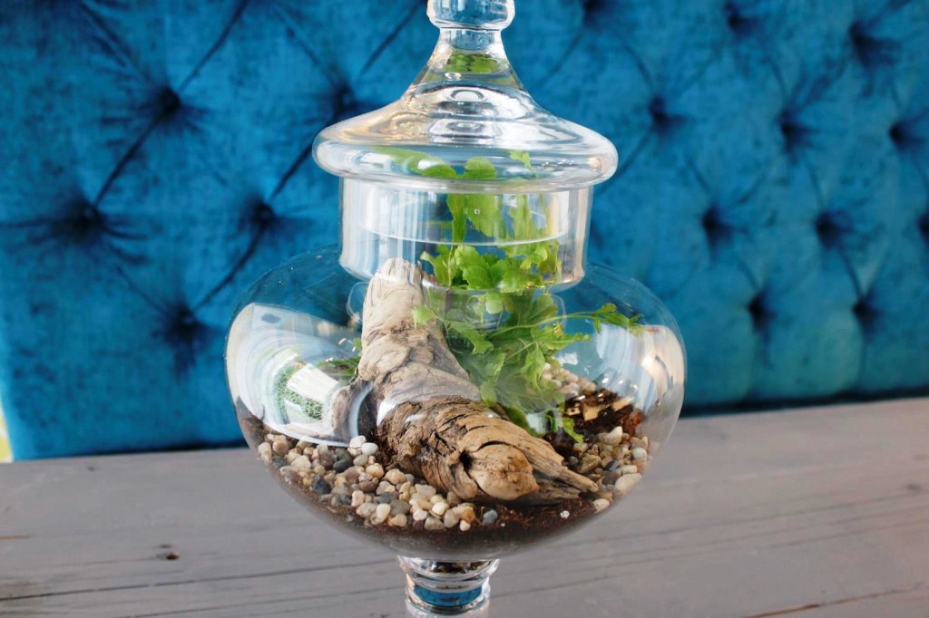 Plant terrarium Calgary MrFab (2)