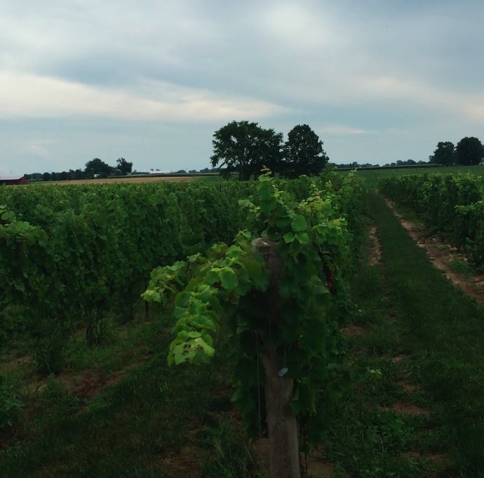 coopers_Hawk_Vineyard